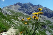 54 Senecio doronicum (Senecione mezzano) con Arera